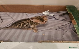 Bengal cats for sale: Pure Bengal kittens for sale - Image 22