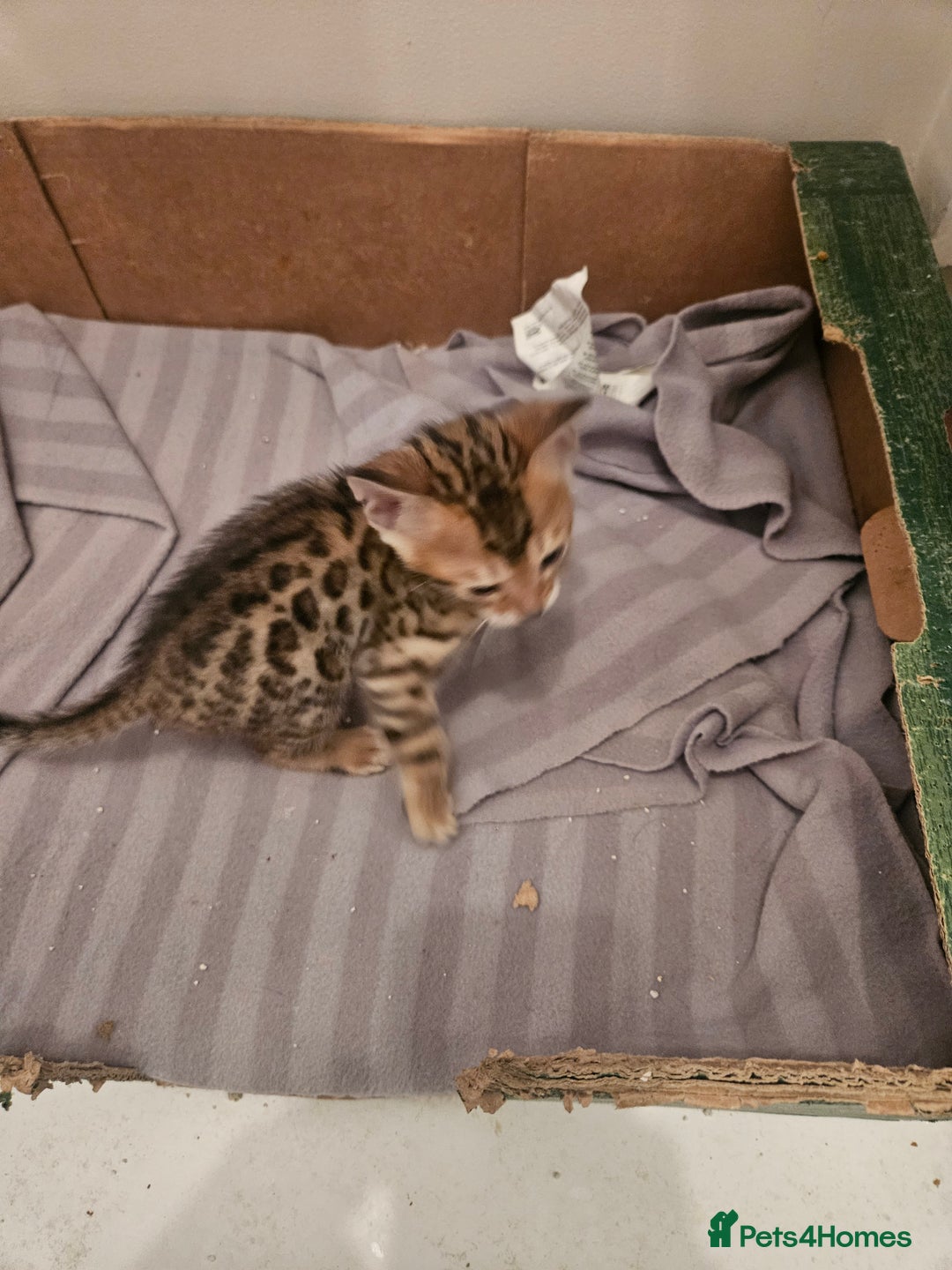 Bengal cats for sale: Pure Bengal kittens for sale - Image 22