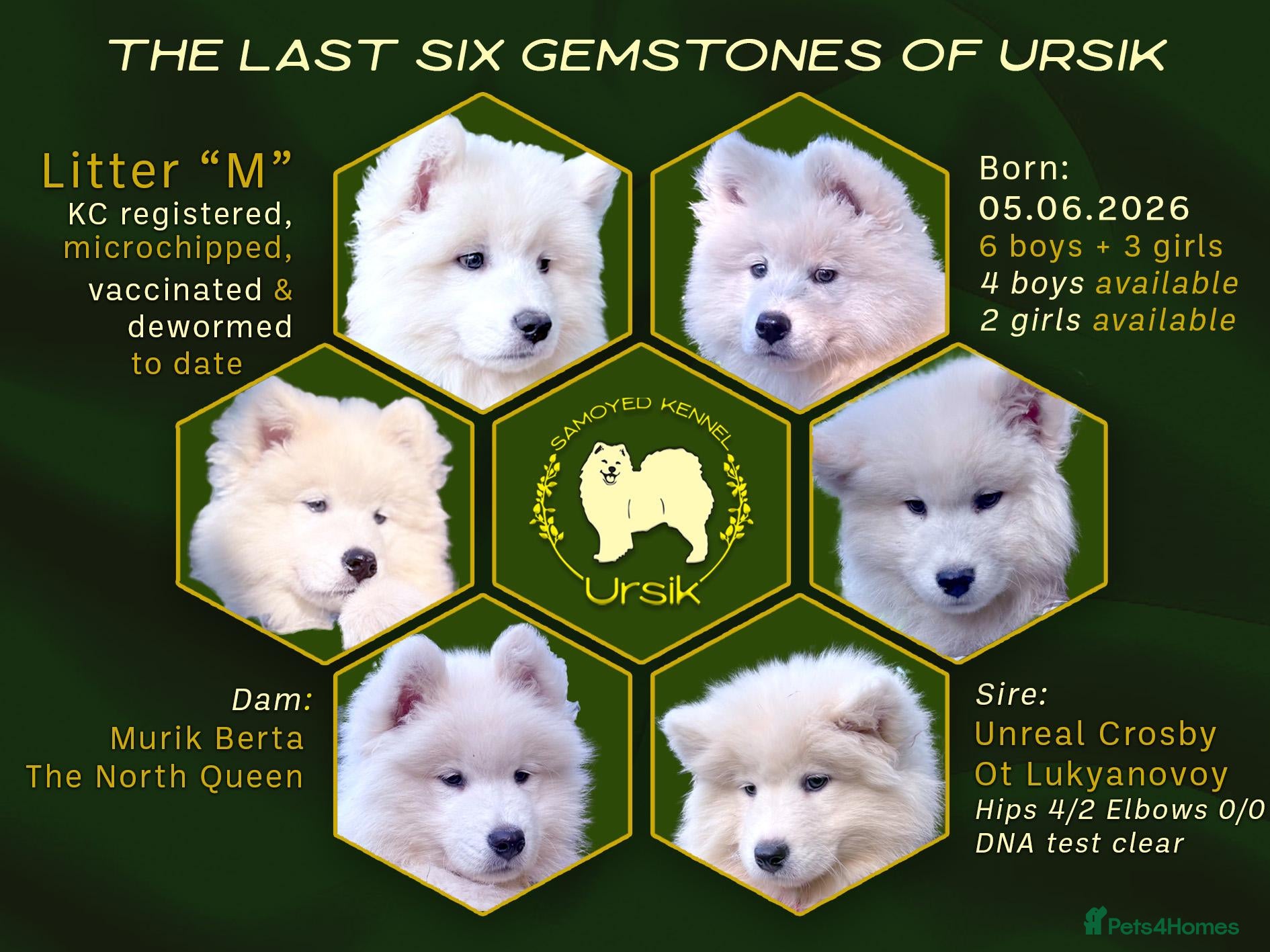 Samoyed dogs KC Registered Samoyed Puppies from a champion sire - Advert 1
