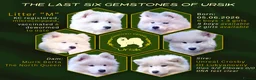 Samoyed dogs for sale: KC Registered Samoyed Puppies from a champion sire in Turriff - Advert 1
