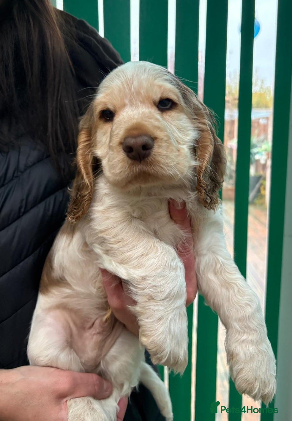 Cocker Spaniel dogs KC Show Cocker Spaniel * 1 LEFT * DNA Simbawood  - Advert 1