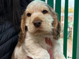 Cocker Spaniel dogs KC Show Cocker Spaniel * 1 LEFT * DNA Simbawood - Advert 15