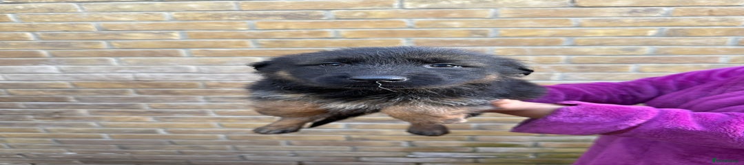 German Shepherd Puppy 3