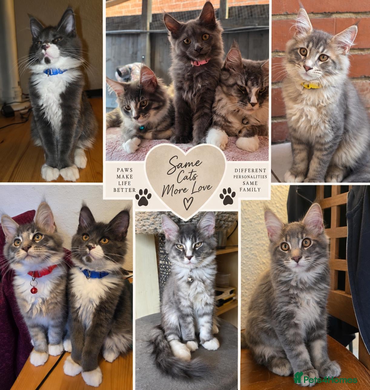 Maine Coon cats ❤️ TICA Registered Maine Coon Kittens Ready Now ❤️ - Advert 2