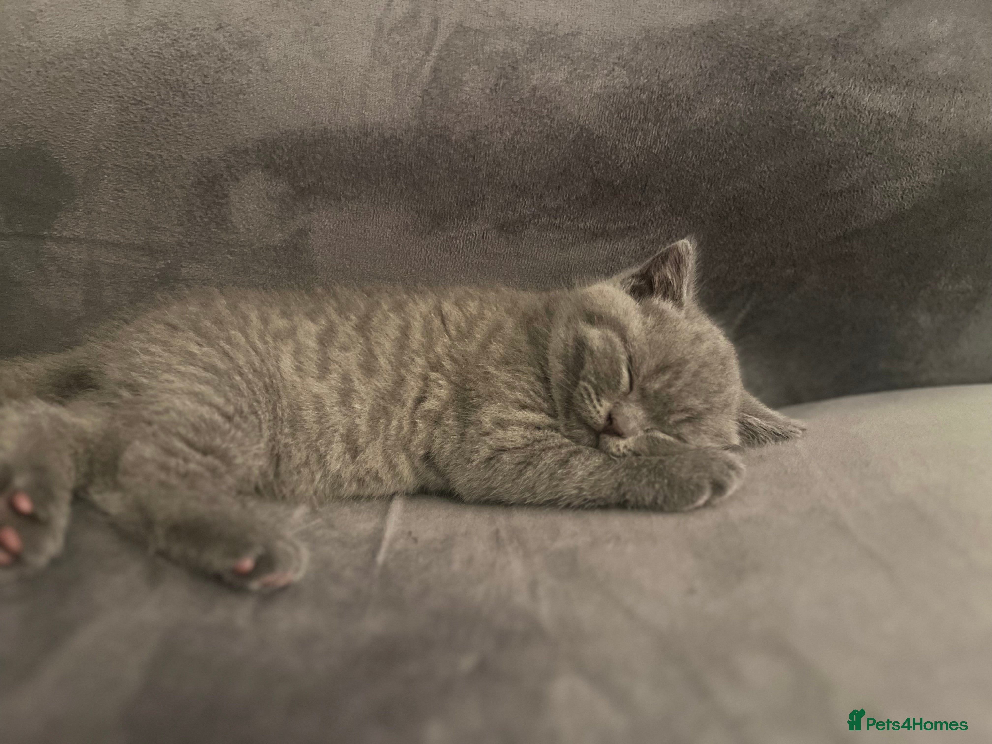 British Shorthair cats Pedigree BSH fluff balls  - Advert 13
