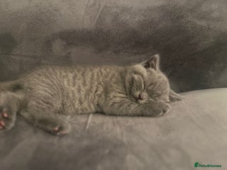 British Shorthair cats Pedigree BSH fluff balls - Advert 5