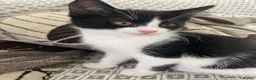 Mixed Breed cats for sale: Two beautiful black & white female kittens - Advert 18