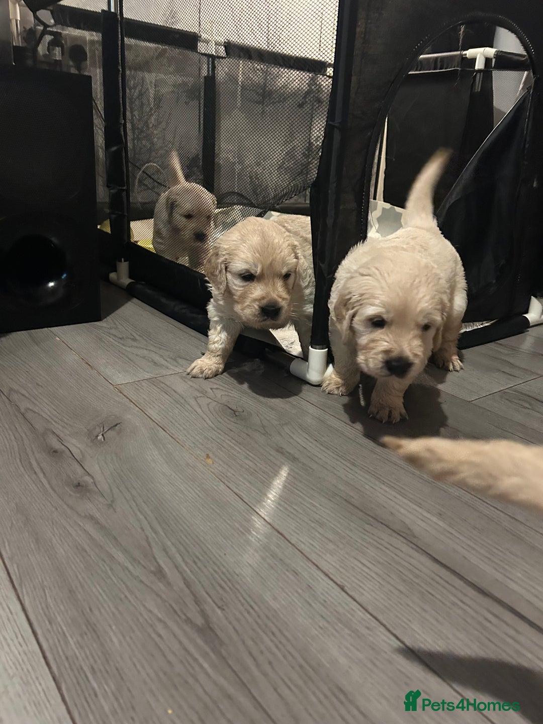 Golden Retriever dogs for sale: Golden retriever puppies - Image 6