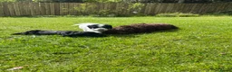 Sproodle dogs for sale: Sproodles – Multigen Puppies in Peterculter - Advert 17