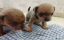 Mixed Breed dogs for sale: Pug x dachshund  ( Daug?) - Image 5