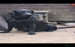 Labrador Retriever dogs for sale: Pedigree Black labrador pups  - Image 15