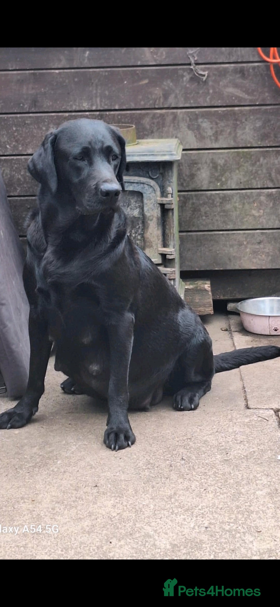Labrador Retriever dogs for sale: Pedigree Black labrador pups  - Image 15