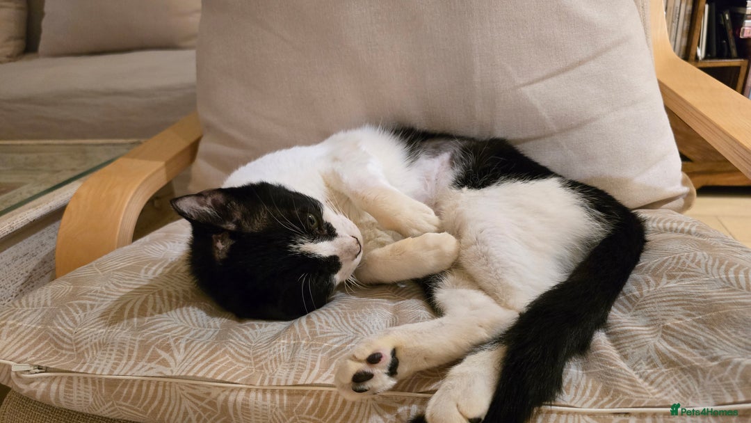 Mixed Breed cats for adoption: [Indoors Only] Thomas - The perfect impurrfect boy - Advert 13