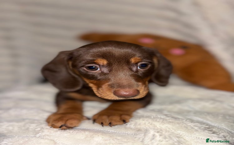 Miniature Dachshund dogs - Advert 1