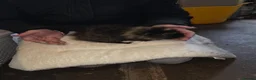 Guinea Pig rodents for sale: Baby guinea pigs  - Advert 7