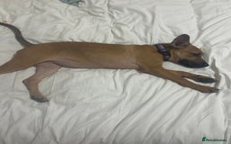 Mixed Breed dogs for sale: Beautiful mixed puppy needing a home - Image 3