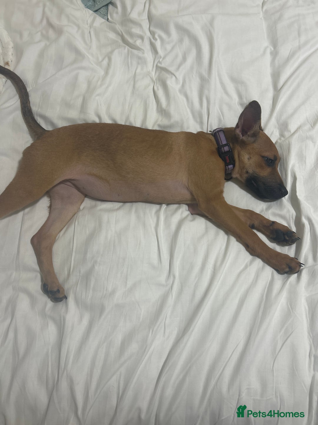 Mixed Breed dogs for sale: Beautiful mixed puppy needing a home - Image 3