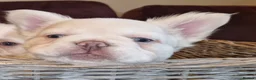 French Bulldog dogs for sale: Fluffy frenchies due july  - Advert 5