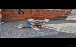 French Bulldog dogs for sale: ** frenchies  - Image 24