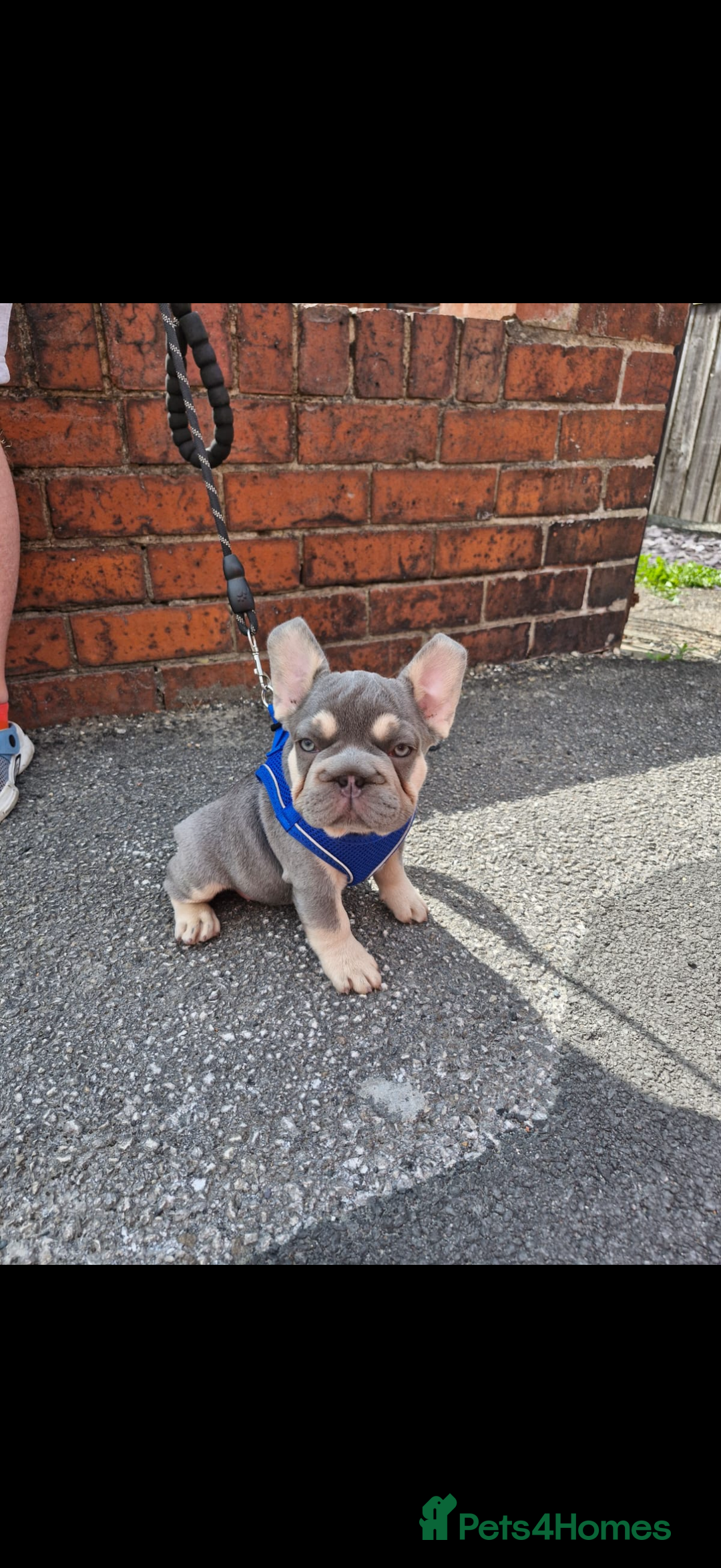 French Bulldog dogs for sale: ** frenchies  - Image 24