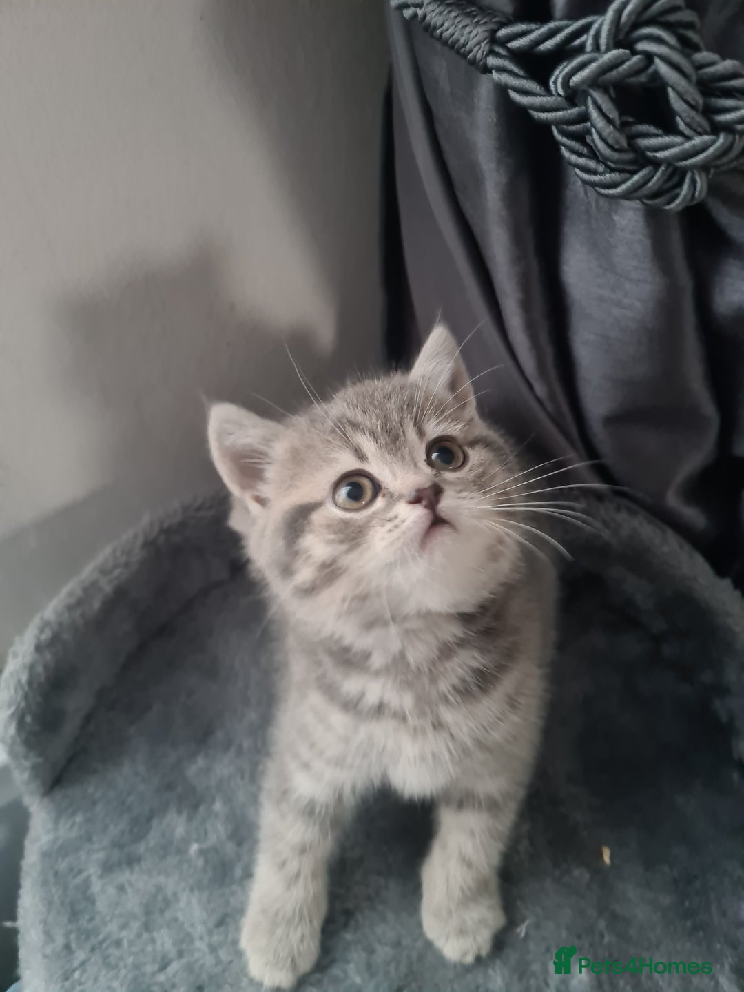 British Shorthair cats for sale: Beautiful kittens. - Advert 17