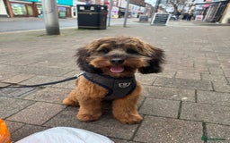 Cockapoo dogs for stud: Miniature Cockapoo Stud Dog - Image 2