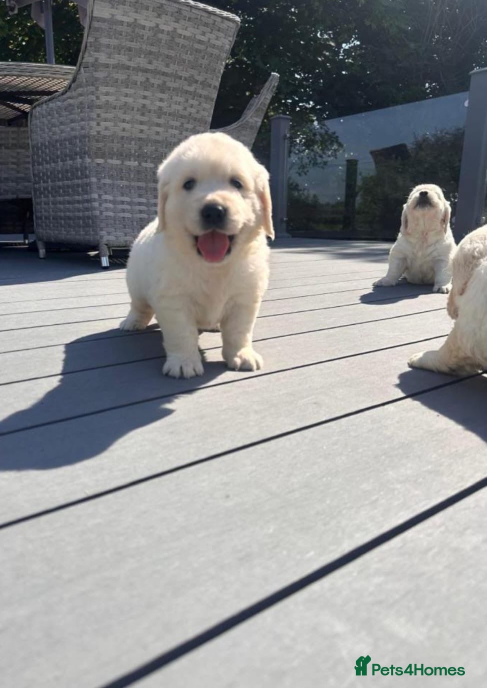 Golden Retriever dogs Pedigree golden retriever puppies - Advert 4