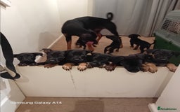 Mixed Breed dogs for sale: Doberman x dutch herder - Advert 4