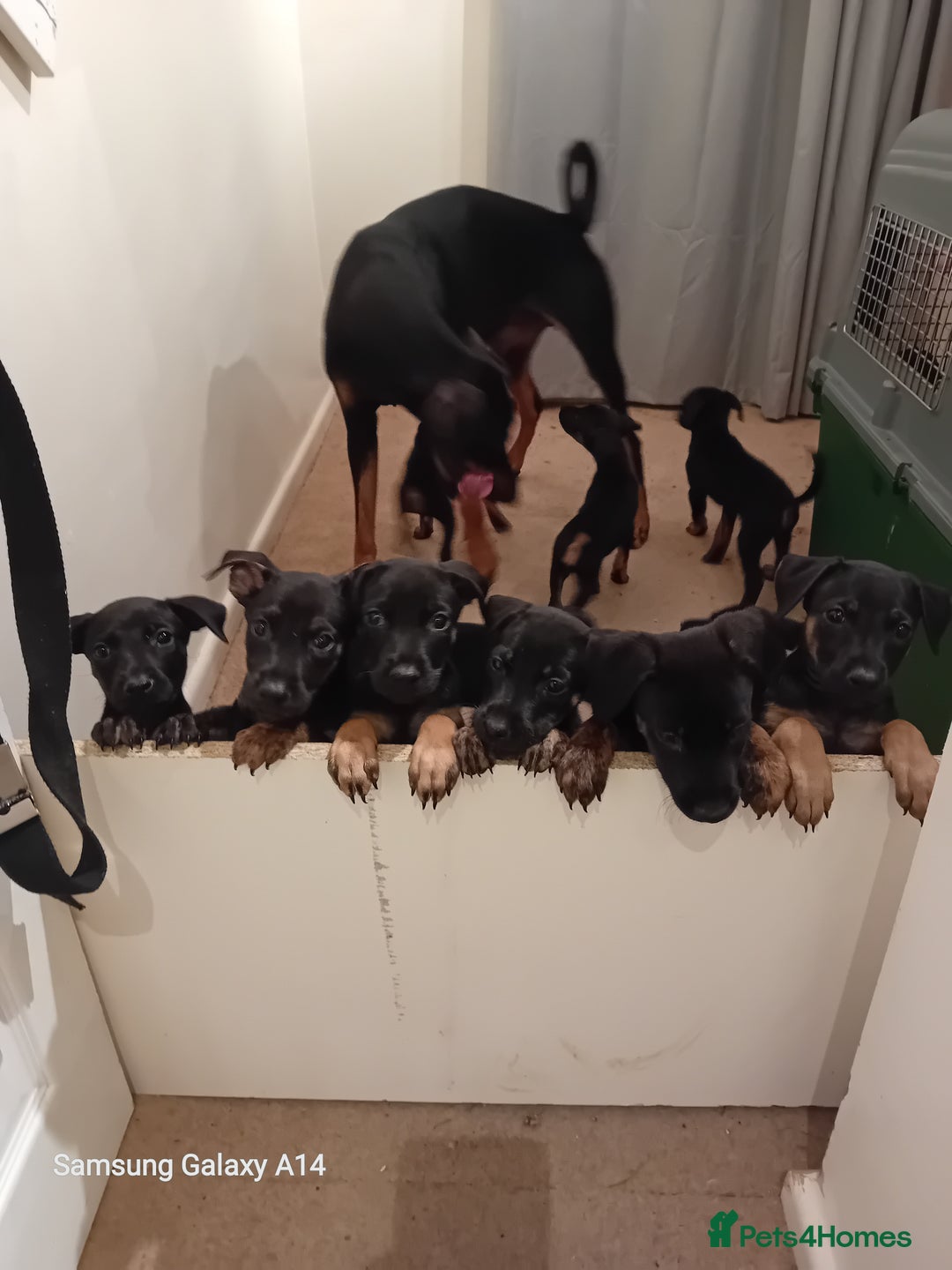 Mixed Breed dogs for sale: Doberman x dutch herder - Advert 4