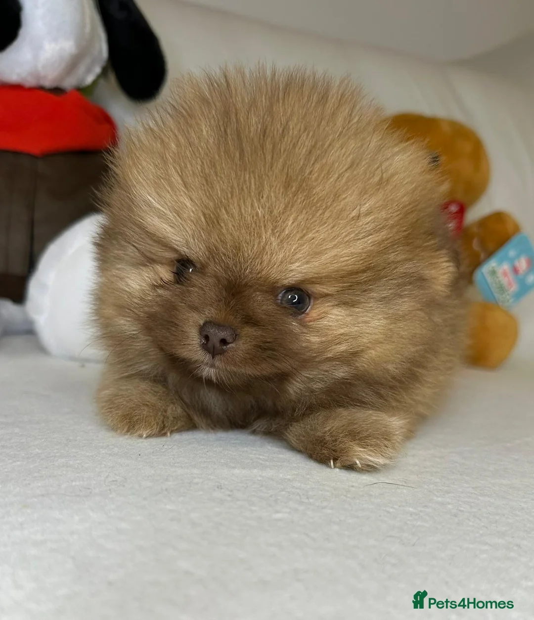 Pomeranian dogs for stud: Solid Lilac Tiny 1.8kg Stud Dog DNA health tested in Rotherham - Advert 12
