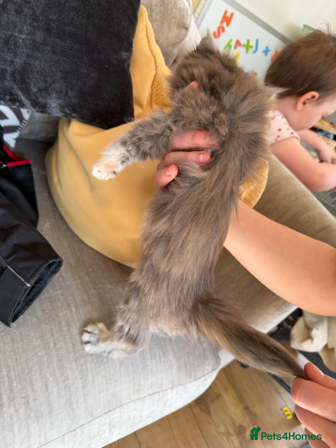 Maine Coon cats for sale: Pedigree Maine Coon Kittens, Show Lines - Advert 40
