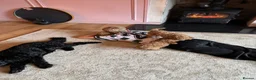 Cockapoo dogs for sale: Cockapoo f1b  - Advert 15