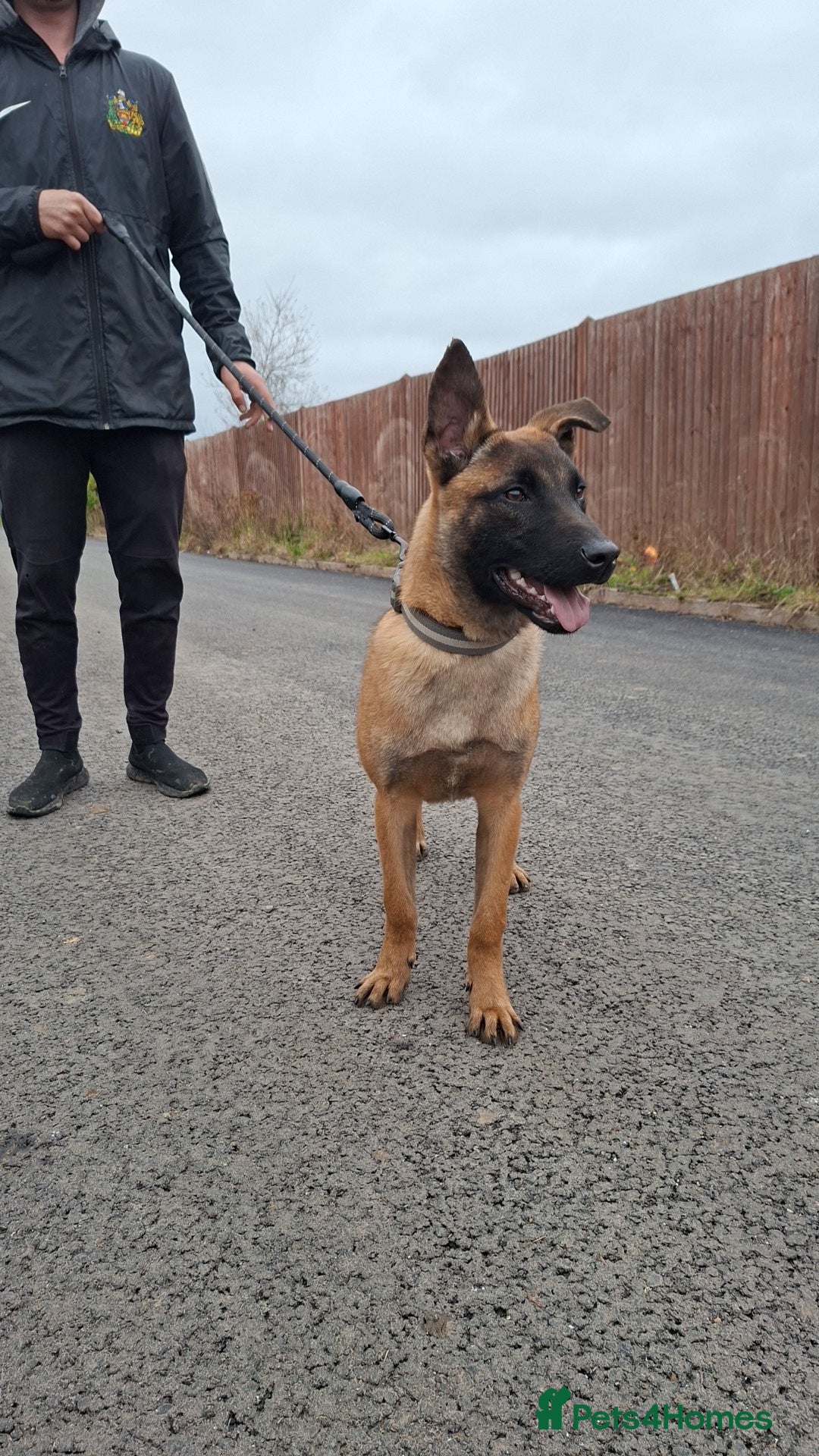 Belgian Shepherd Dog dogs for sale: Belgium malinois  - Advert 1