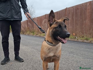 Belgian Shepherd Dog dogs Belgium malinois - Advert 1