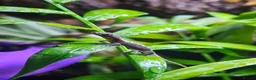 Gecko reptiles for sale: Mourning gecko  - Advert 4