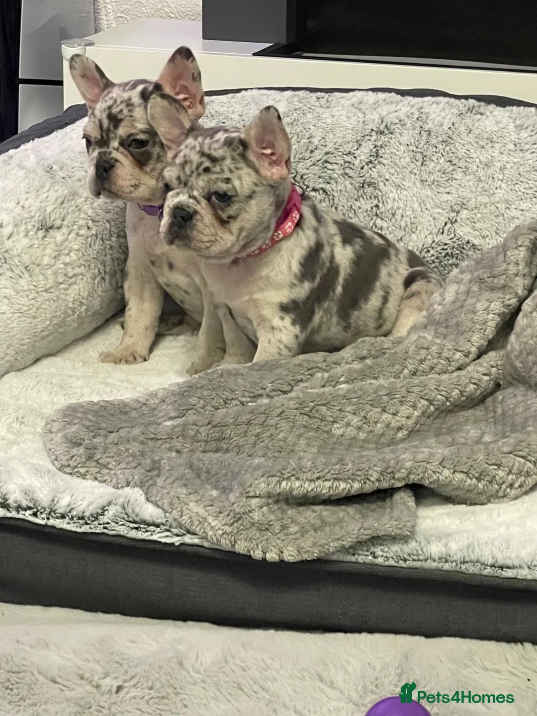 French Bulldog dogs for sale: 2 x French bulldogs  - Advert 8