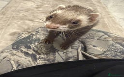 Ferret rodents for sale: Female Ferret With Hormone Implant - Image 1