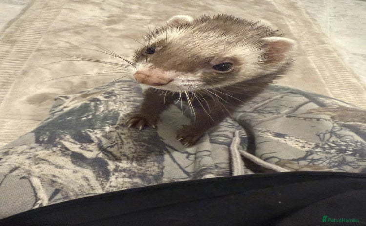 Ferret rodents - Advert 1