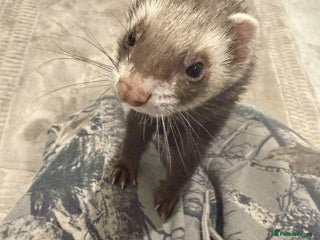 Ferret rodents for sale - Advert 1