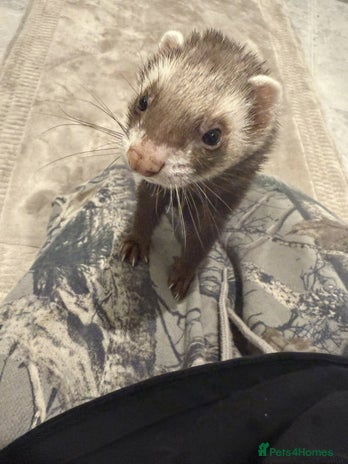 Ferret rodents - Advert 1