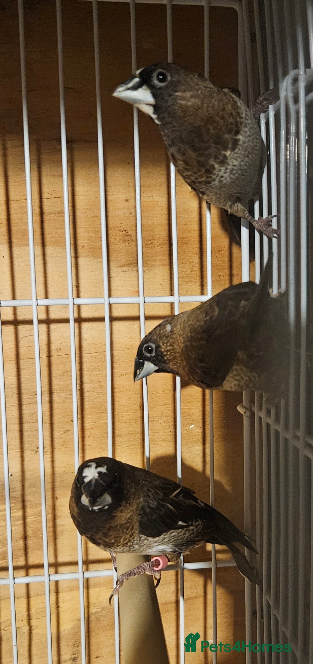 Finches birds for sale: Bengalese finches & Zebra Finches - Advert 21