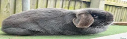 Mini Lop rabbits for sale: stunning  blue mini lop doe - Advert 4