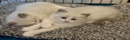 Ragdoll cats for sale: PUREBRED RAGDOLLS **INC INSURANCE & STARTER PACK** - Advert 8