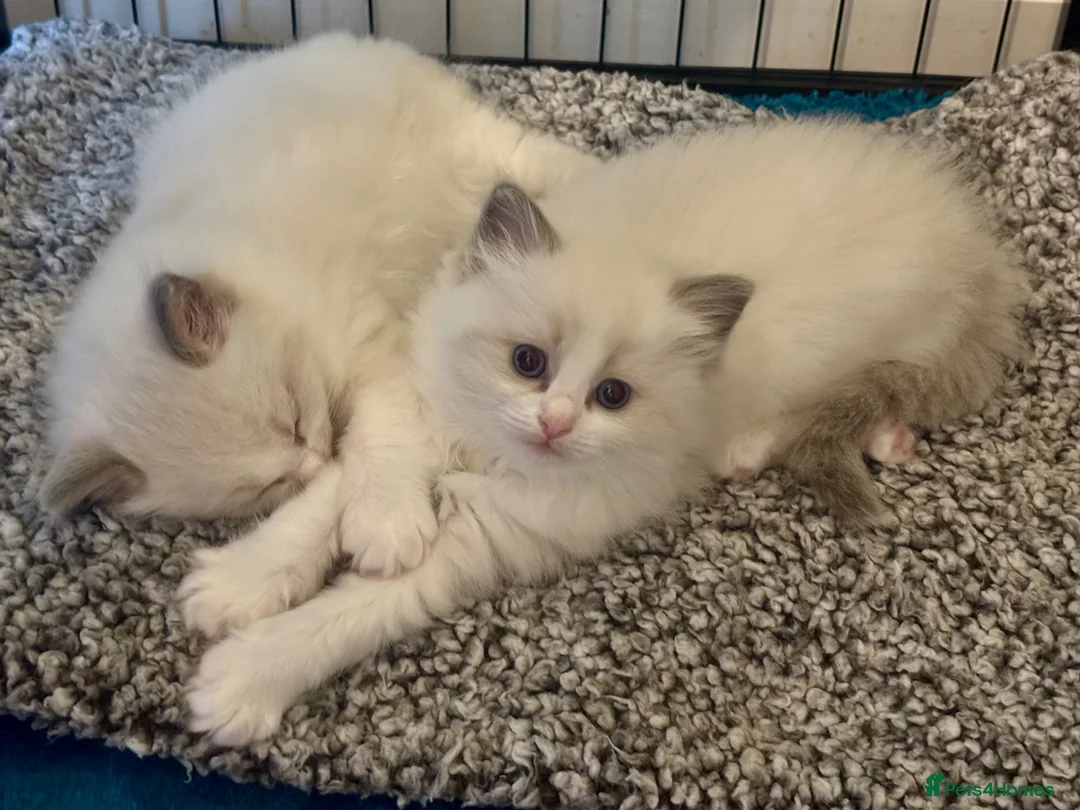Ragdoll cats for sale: PUREBRED RAGDOLLS **INC INSURANCE & STARTER PACK** - Advert 8