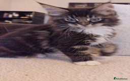Maine Coon cats for sale: MAINE COONE KITTENS CHAMPION BLOODLINE - Image 9