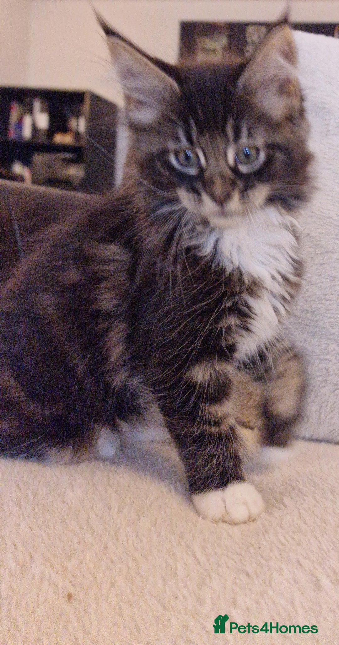 Maine Coon cats for sale: MAINE COONE KITTENS CHAMPION BLOODLINE - Image 9