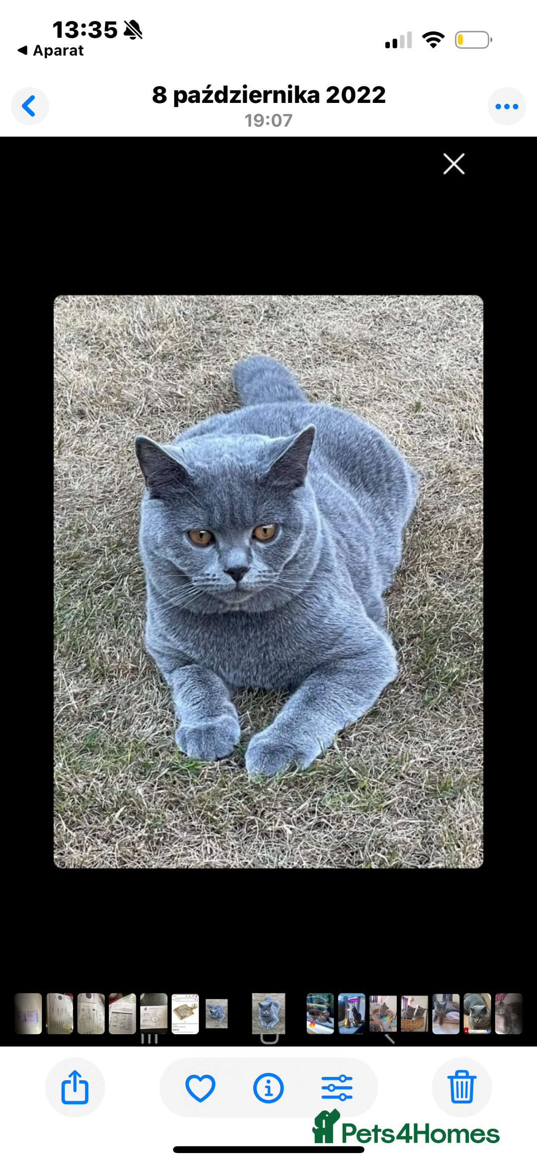 British Shorthair cats for sale: BEAUTIFUL BRITISH SHORTHAIR BOY AND GIRL  - Image 5
