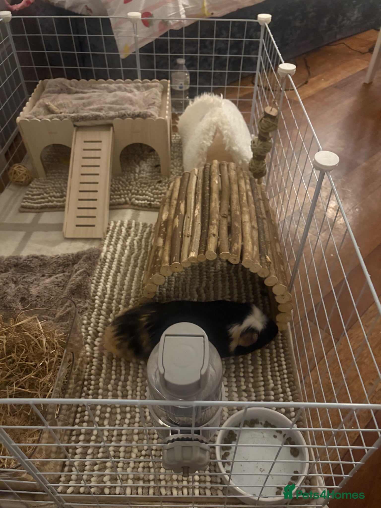 Guinea Pig rodents Boar guinea pig - Advert 5