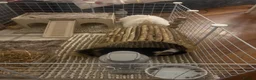 Guinea Pig rodents for sale: Boar guinea pig - Advert 1