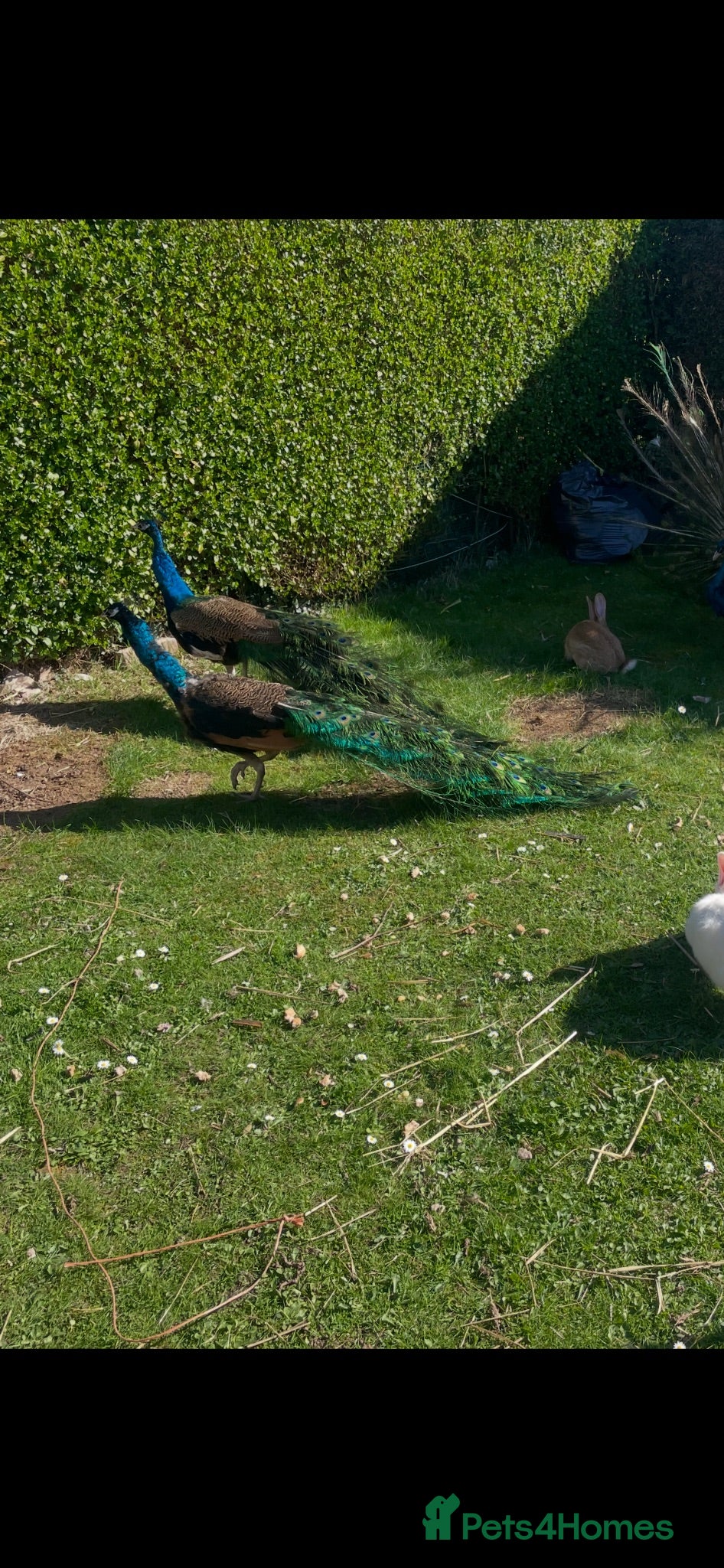 Pheasants poultry Peacocks for sale  - Advert 1